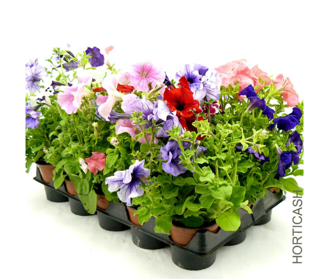 PETUNIA MASSIF