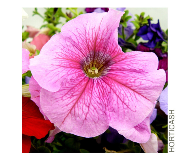 PETUNIA MASSIF