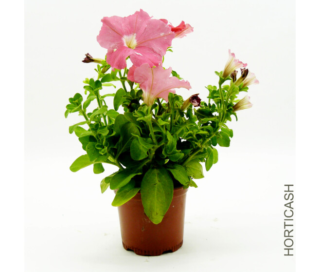 PETUNIA MASSIF