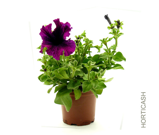 PETUNIA MASSIF