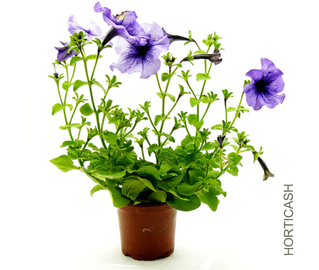 PETUNIA MASSIF