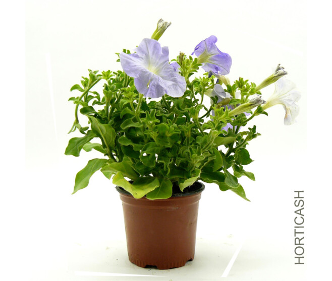 PETUNIA MASSIF