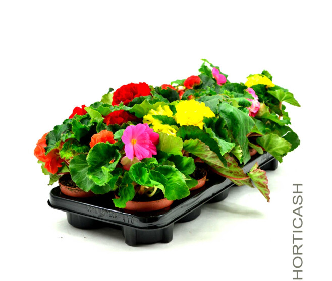 BEGONIA TUBEREUX