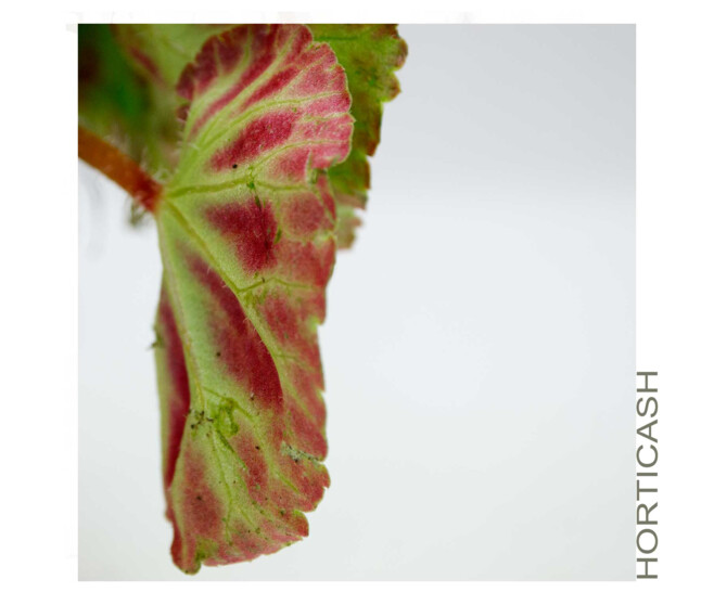 BEGONIA TUBEREUX