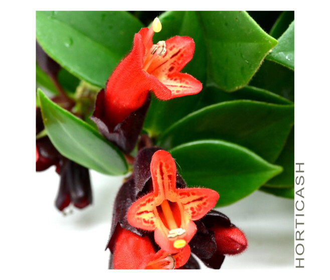 AESCHYNANTHUS MONA LISA SUSP