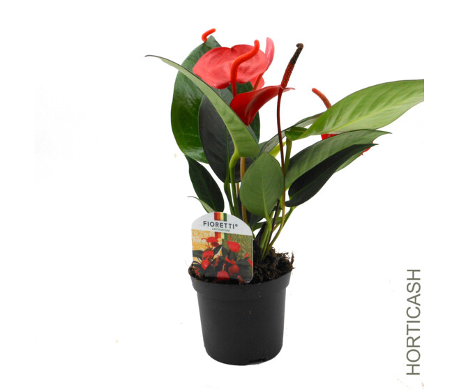 ANTHURIUM ANDREANUM VARIES