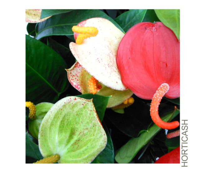 ANTHURIUM ANDREANUM VARIES