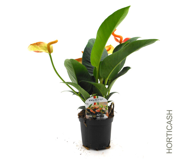 ANTHURIUM ANDREANUM VARIES