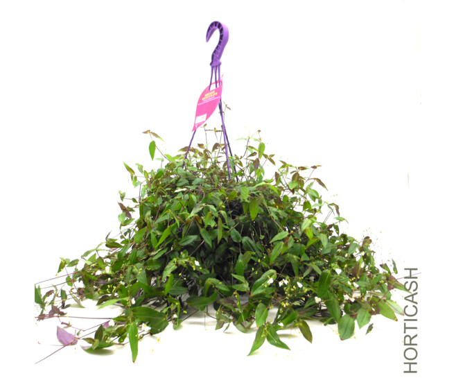 TRADESCANTIA GYPSOPHYLLA SUSP