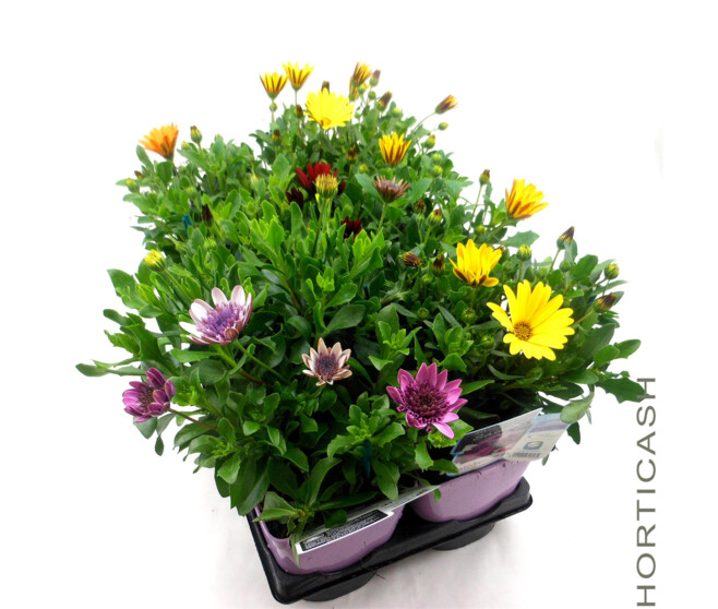 OSTEOSPERMUM