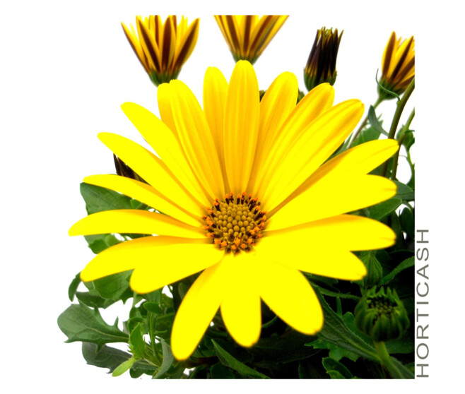 OSTEOSPERMUM