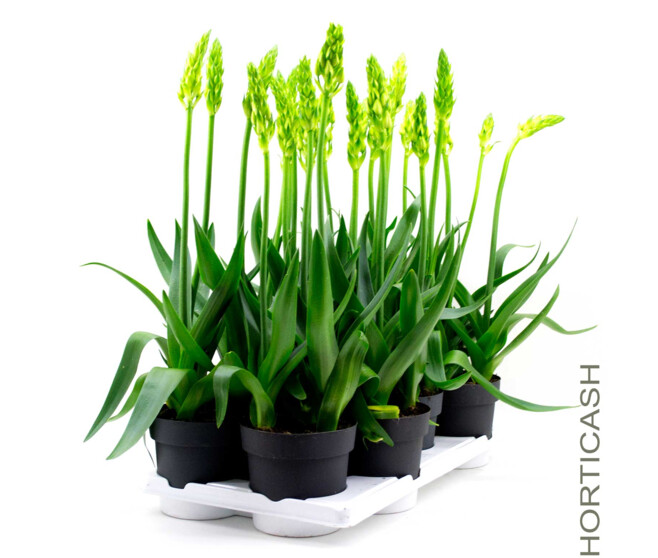 ORNITHOGALUM BLANC P GRIS