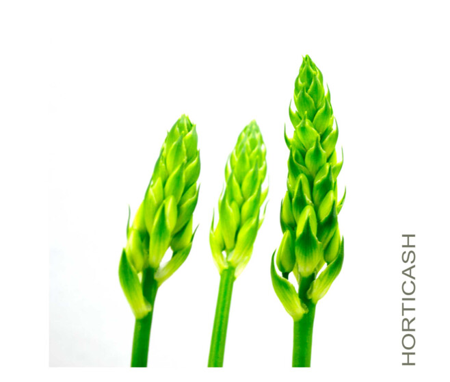 ORNITHOGALUM BLANC P GRIS