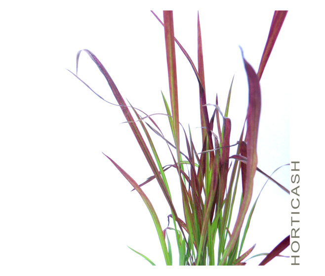 IMPERATA