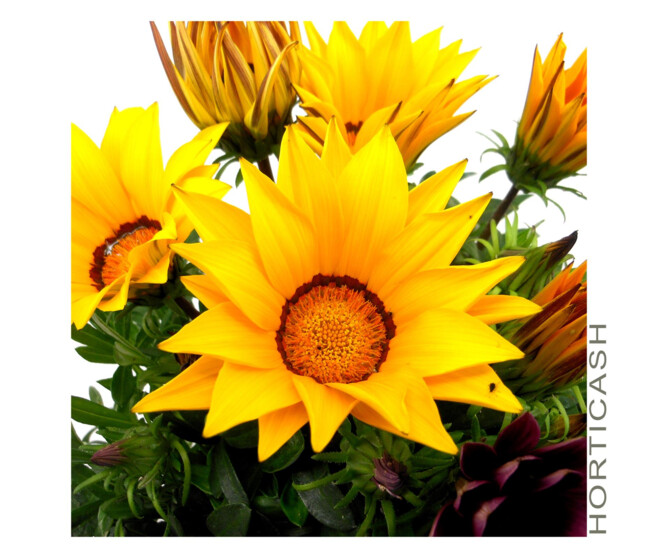 GAZANIA