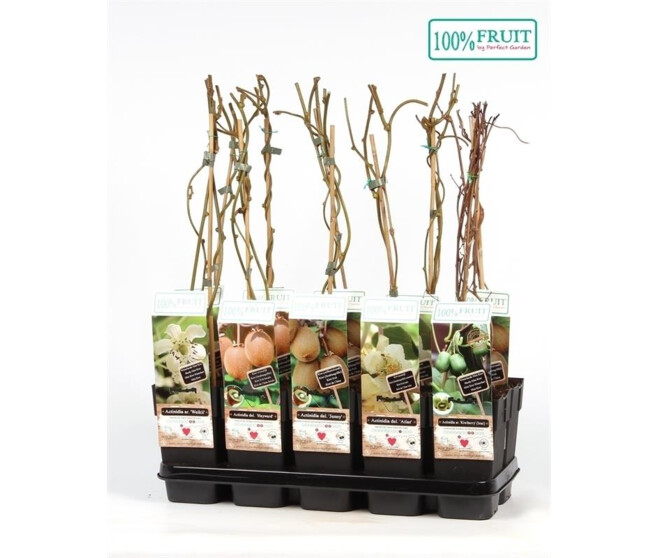 KIWI ACTINIDIA AUTO FERTILE