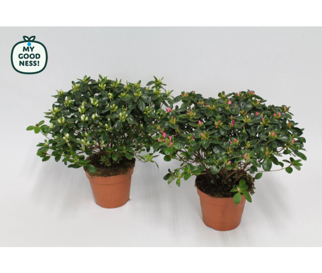 AZALEE JAPONAISE 25CM