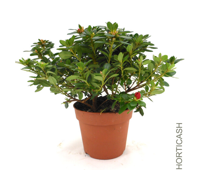 AZALEE JAPONAISE 25CM