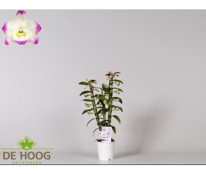 DENDROBIUM 2BR NOBILE