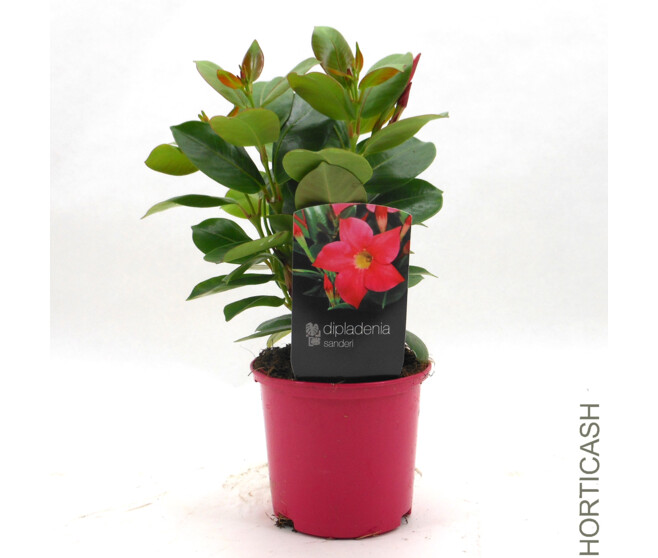 DIPLADENIA SANDERI 2BOUTURES P COLORE
