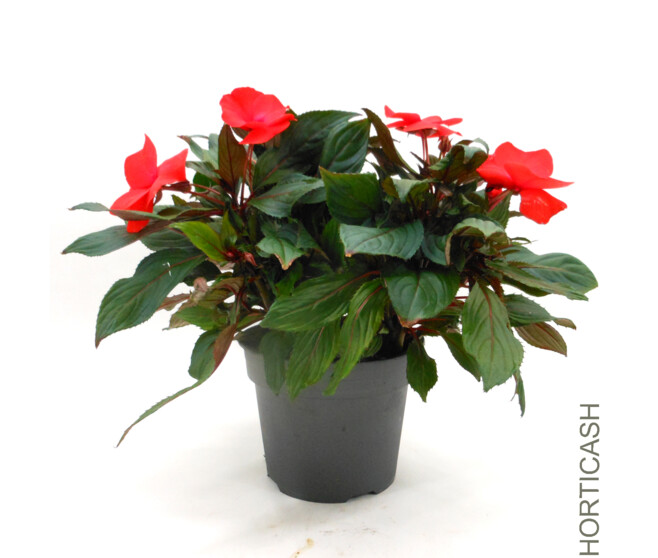 IMPATIENS GUINEE 3PP
