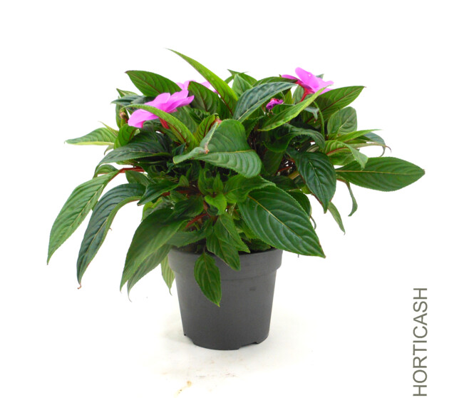 IMPATIENS GUINEE 3PP
