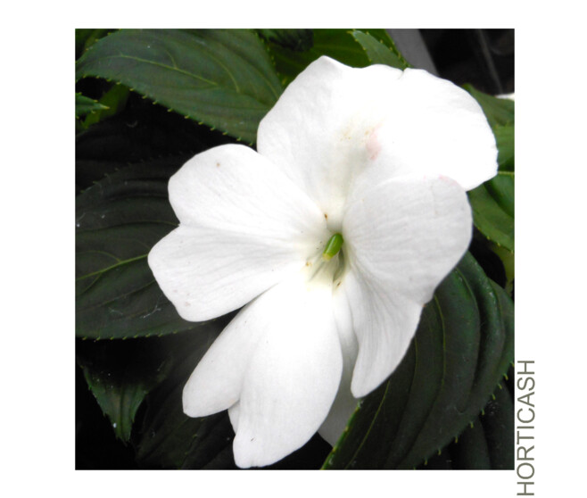 IMPATIENS GUINEE 3PP