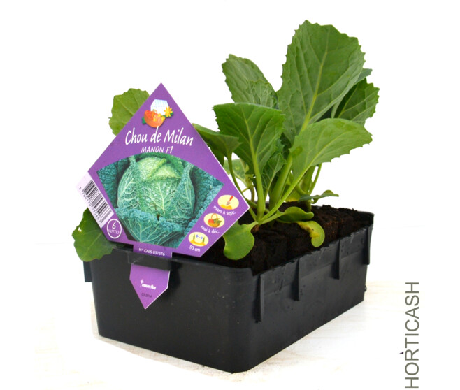 CHOU DE MILAN MILANDINA BQ6