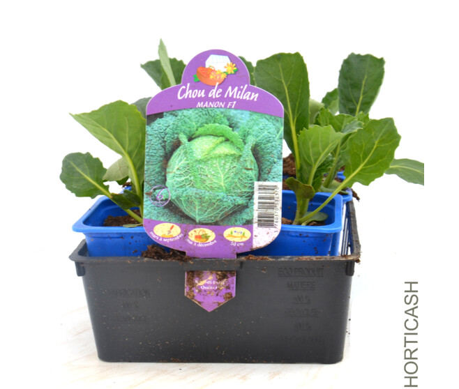 CHOU DE MILAN MILANDINA BQ6