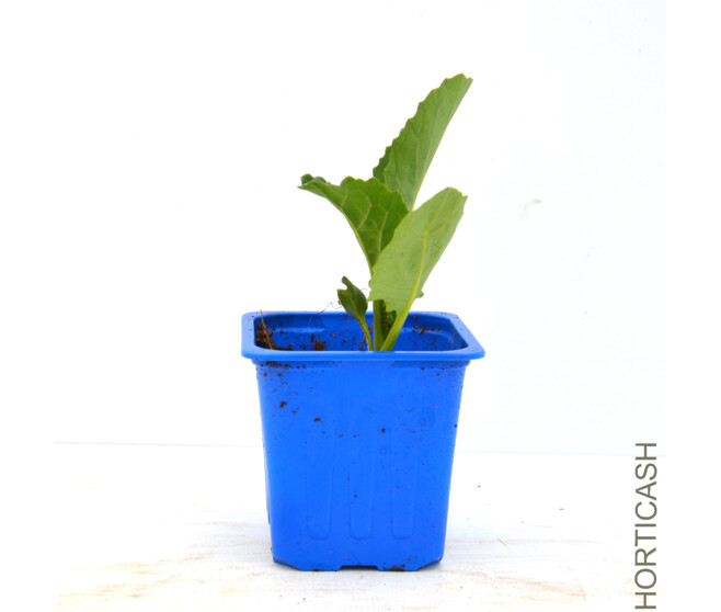 CHOU DE MILAN MILANDINA BQ6