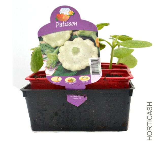 PATISSON BQ6