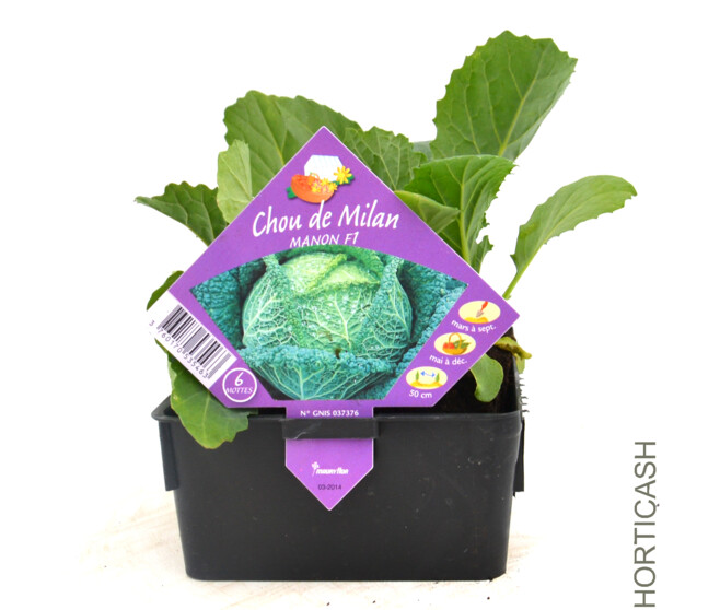 CHOU DE MILAN MILANDINA BQ6