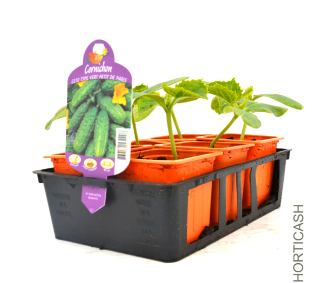 CORNICHON PETIT VERT PARIS BQ3