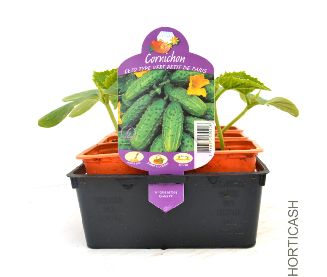 CORNICHON PETIT VERT PARIS BQ6