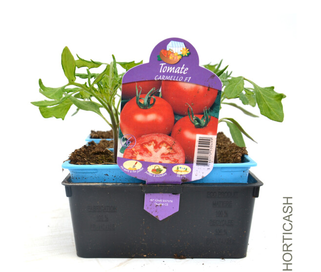 TOMATE CARMELLO BQ10