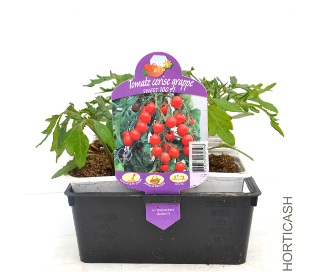 TOMATE CERISE SWEET 100 BQ10