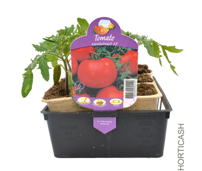 TOMATE FANDANGO BQ10