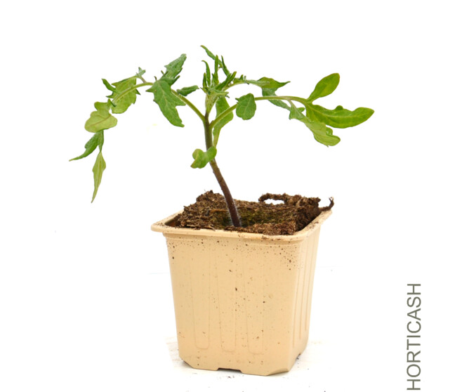 TOMATE FANDANGO BQ6