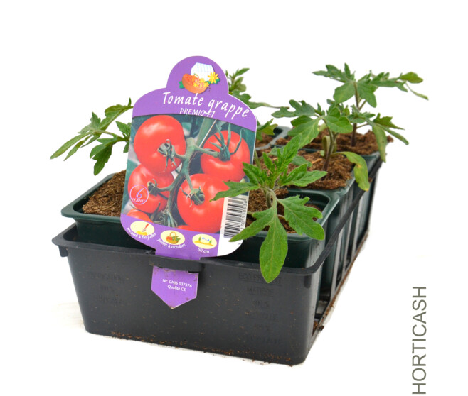 TOMATE GRAPPE PREMIO BQ6
