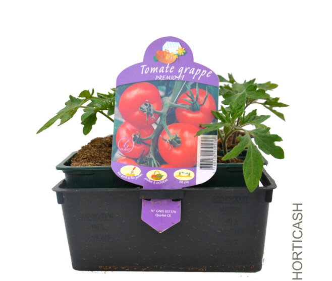 TOMATE GRAPPE PREMIO BQ6