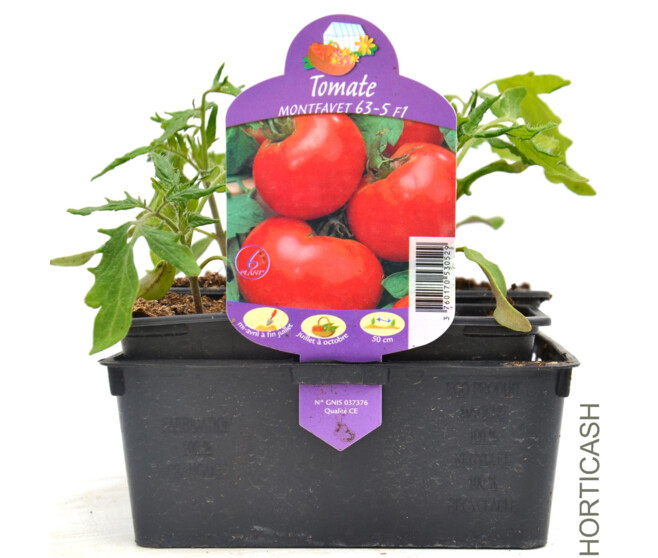 TOMATE MONTFAVET BQ10