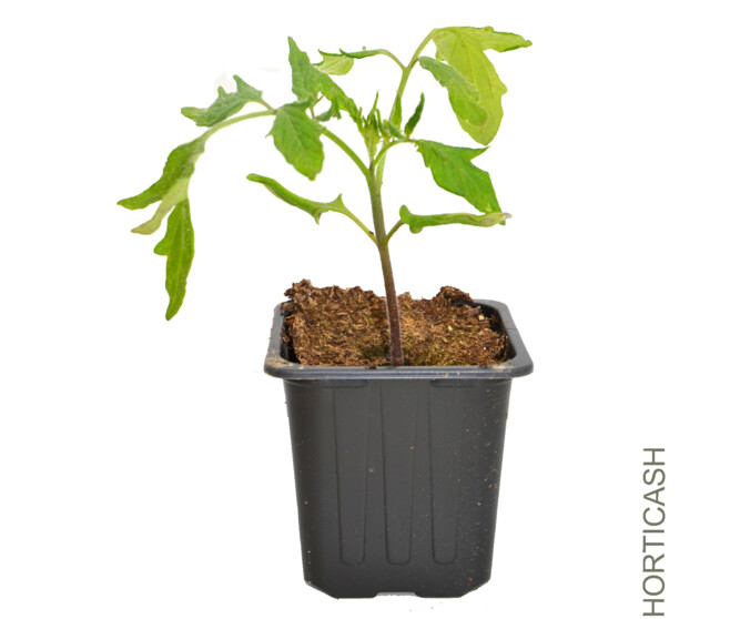 TOMATE MONTFAVET BQ6