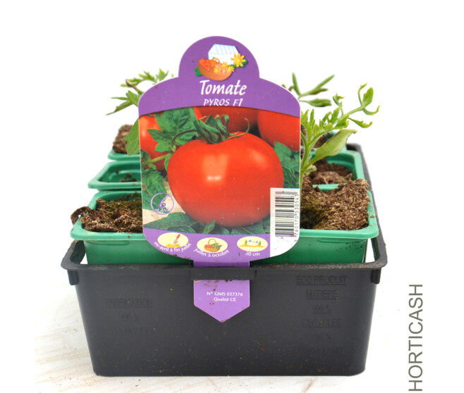 TOMATE PYROS BQ6