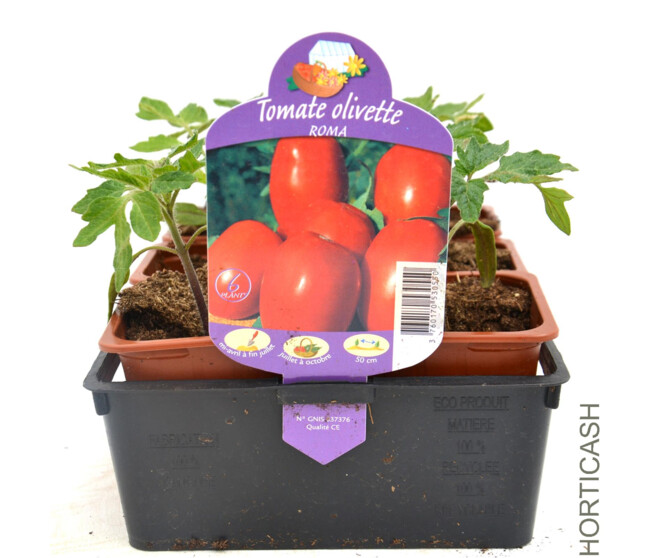 TOMATE ROMA OLIVETTE BQ6