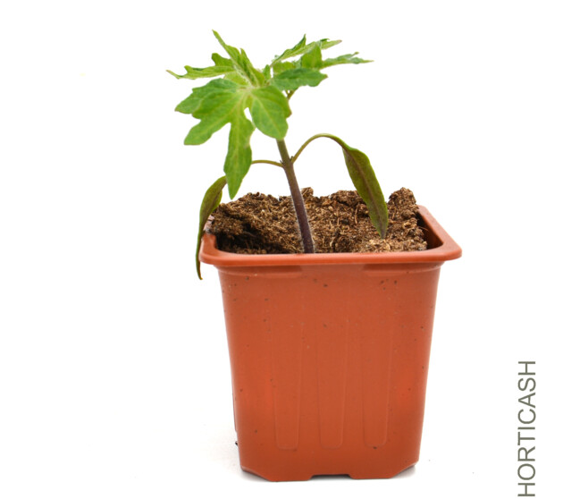 TOMATE ROMA OLIVETTE BQ6