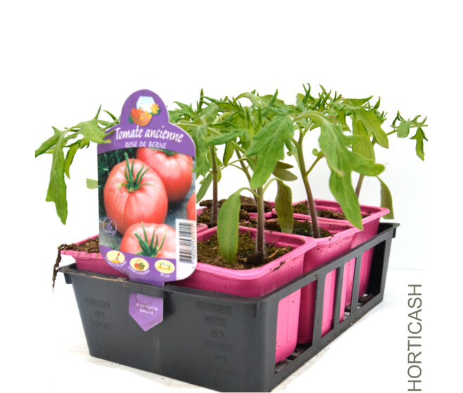 TOMATE ROSE DE BERNE