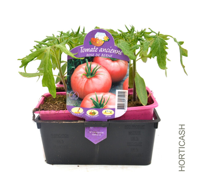 TOMATE ROSE DE BERNE BQ6