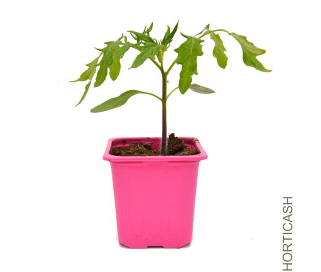 TOMATE ROSE DE BERNE BQ6