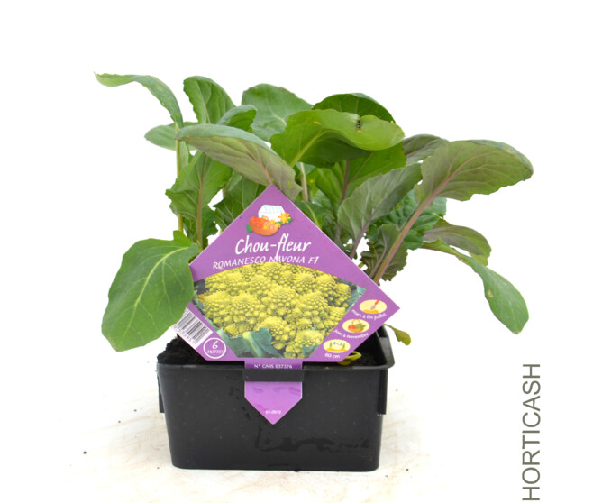 CHOU ROMANESCO BQ6