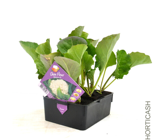 CHOU FLEUR MILDIS BQ12